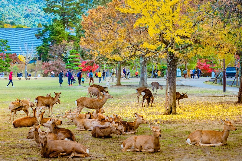 Tour khám phá Nhật Bản - Cố đô Kyoto - Thành phố cảng Kobe và thành phố không ngủ Osaka 5 Hươu tại Nara Park