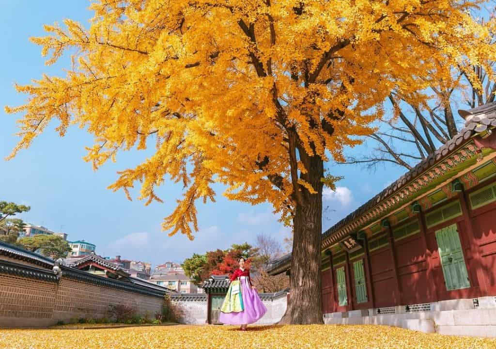 Ảnh Lá vàng mùa thu